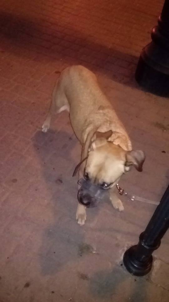 Ktoś z Łodzi rozpoznaje sunię ??